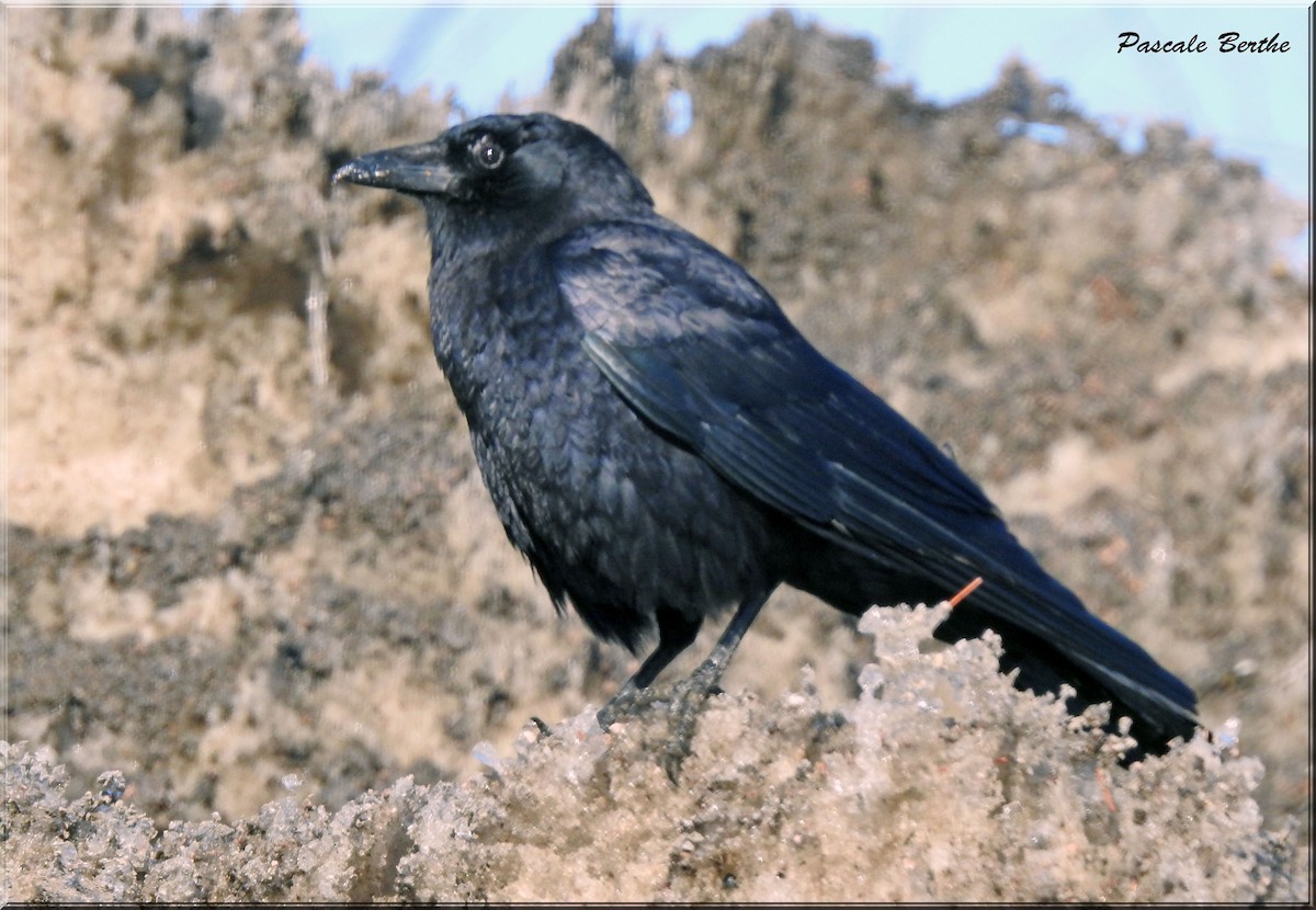 Common Raven - ML217489161