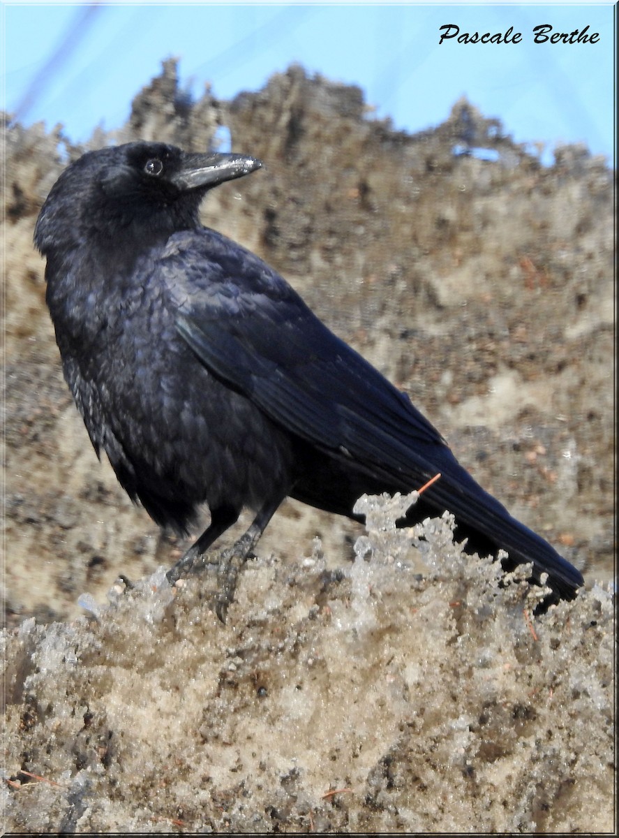 Common Raven - Pascale Berthe