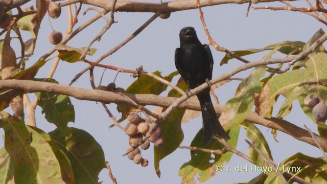 Fork-tailed Drongo (Glossy-backed) - ML217489491