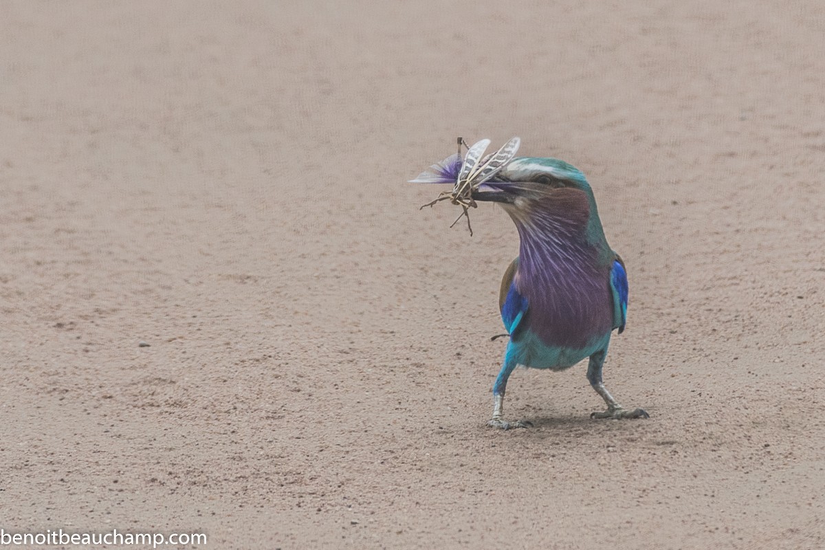 Lilac-breasted Roller - Benoit Beauchamp