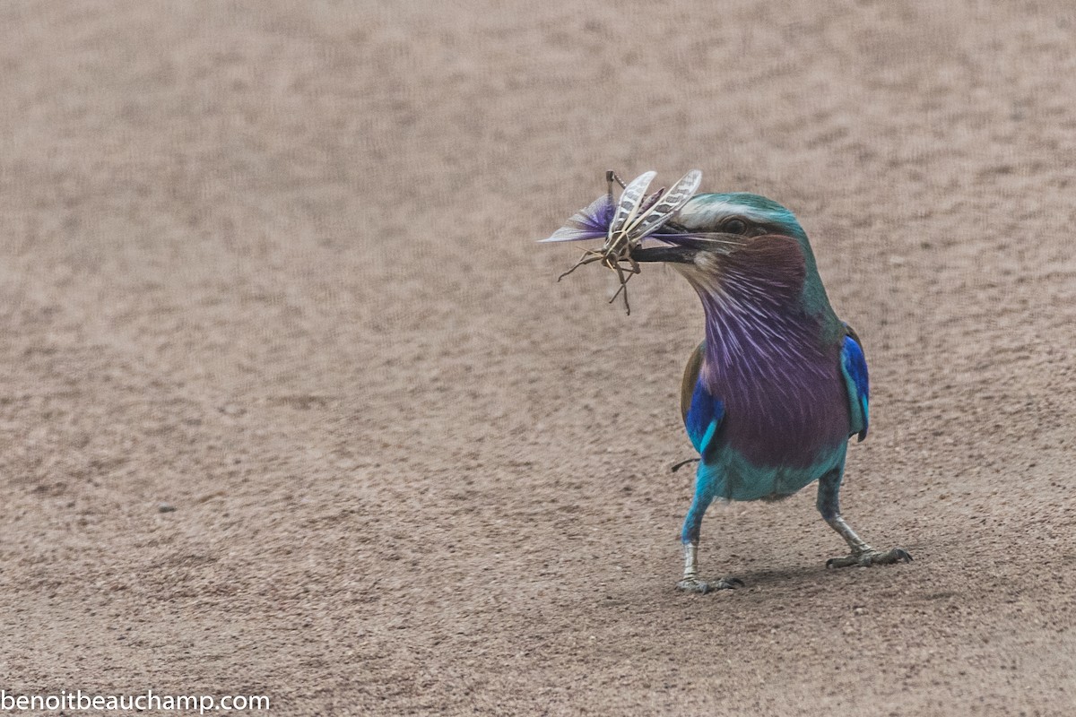 Lilac-breasted Roller - ML217490531