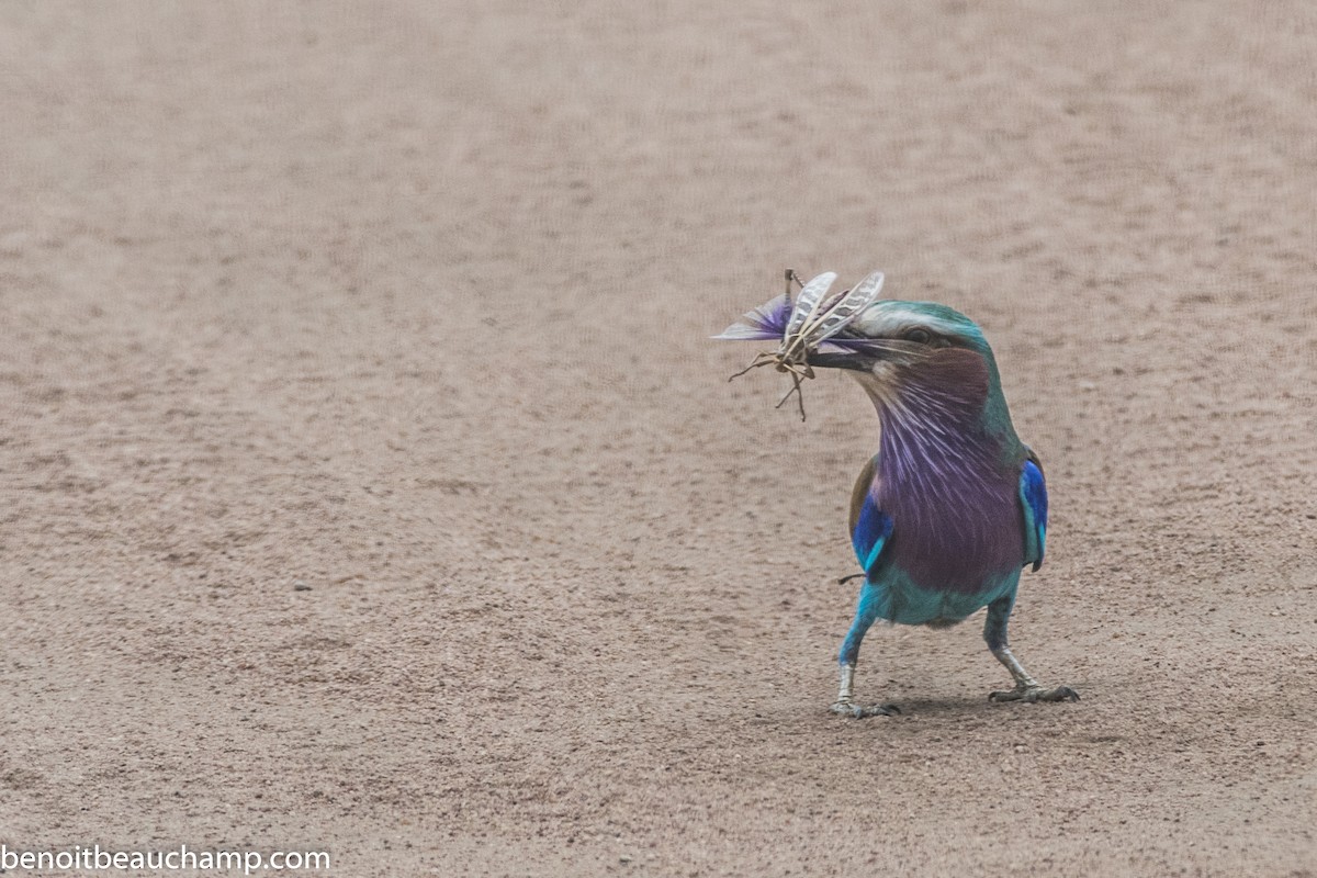 Lilac-breasted Roller - ML217490541