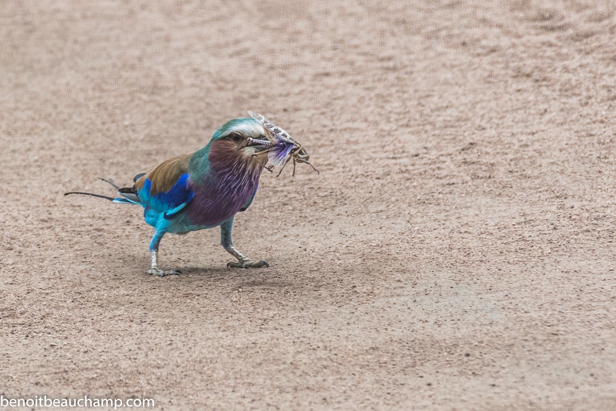 Lilac-breasted Roller - ML217490561