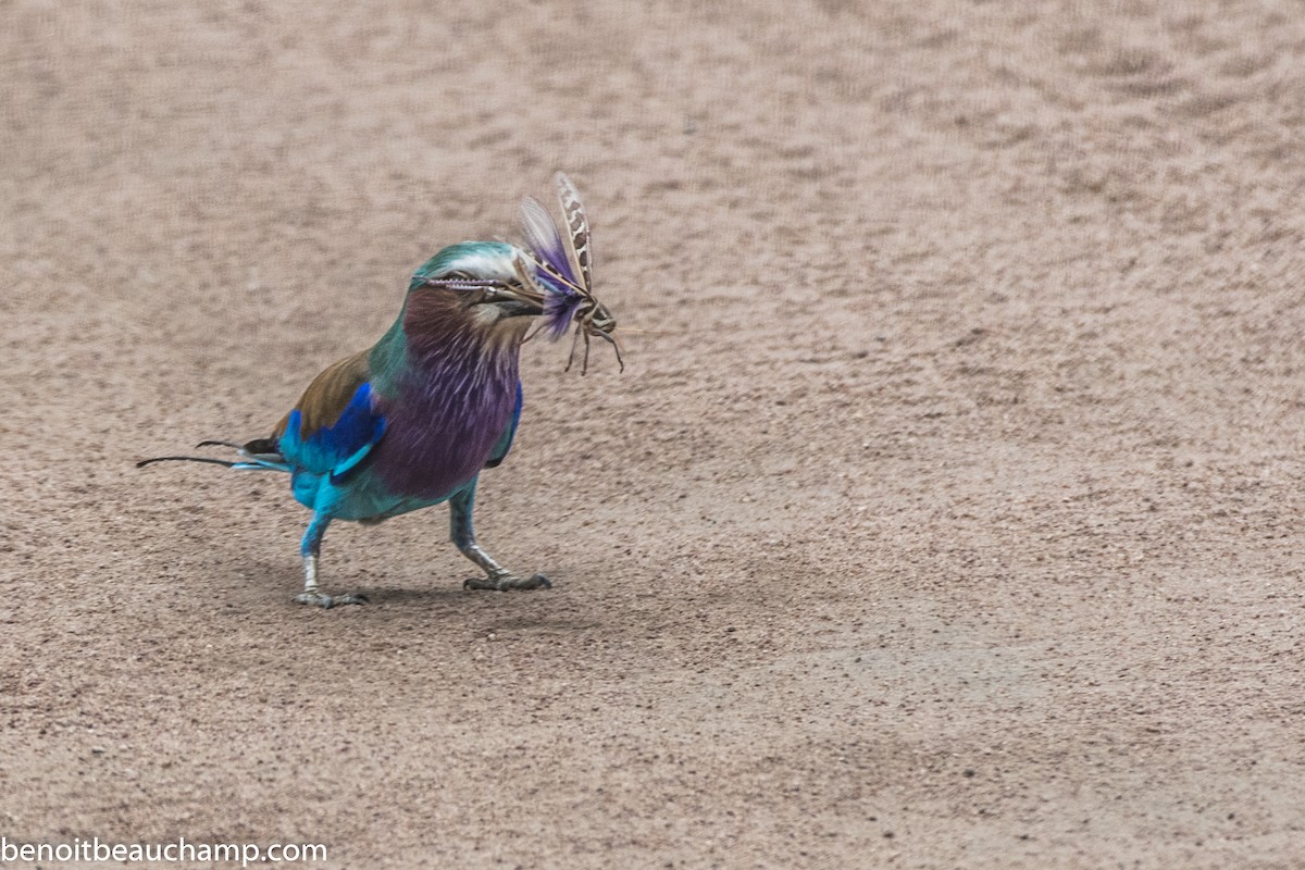 Lilac-breasted Roller - ML217490571