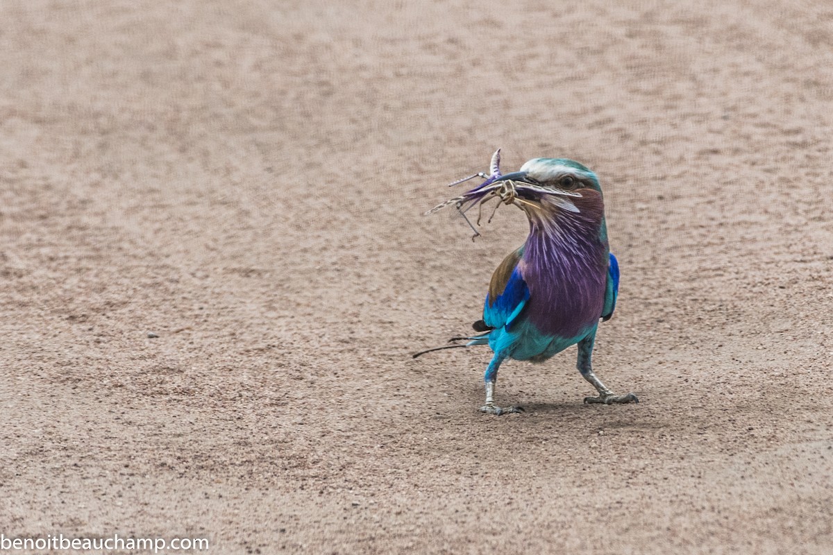 Lilac-breasted Roller - ML217490611