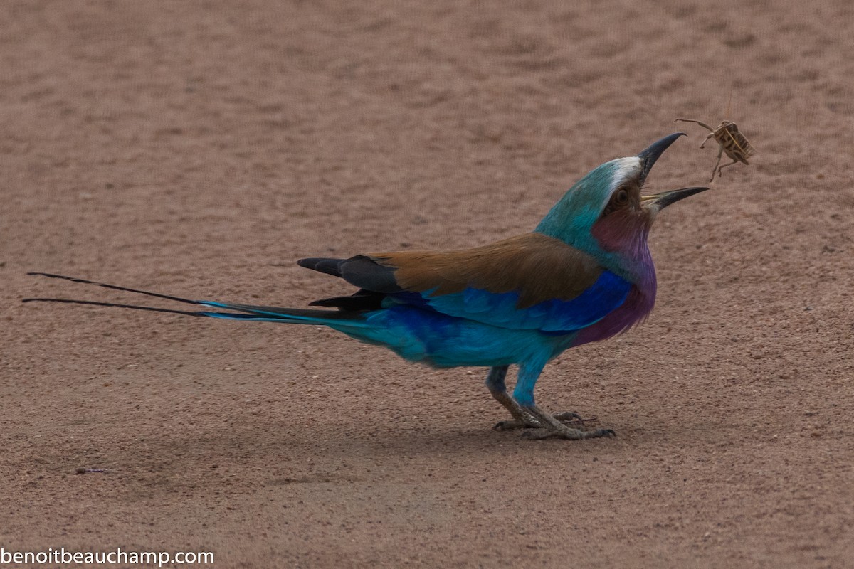 Lilac-breasted Roller - ML217490621