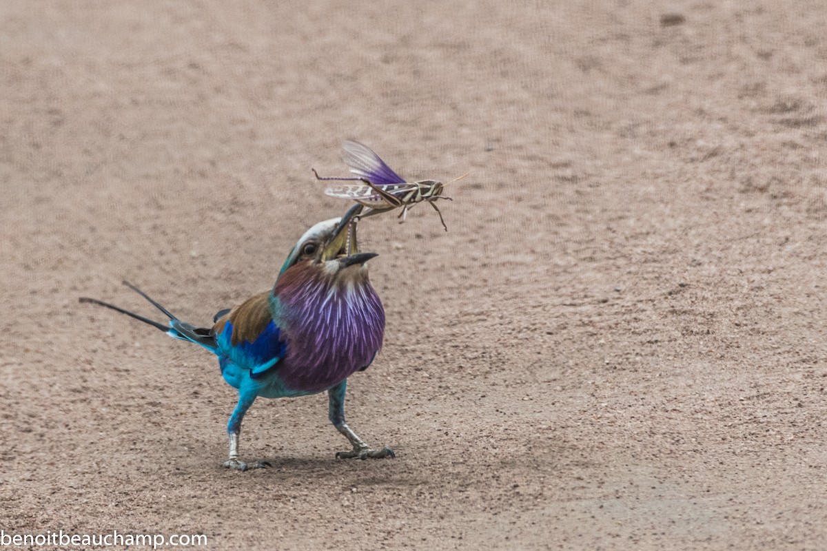 Lilac-breasted Roller - Benoit Beauchamp