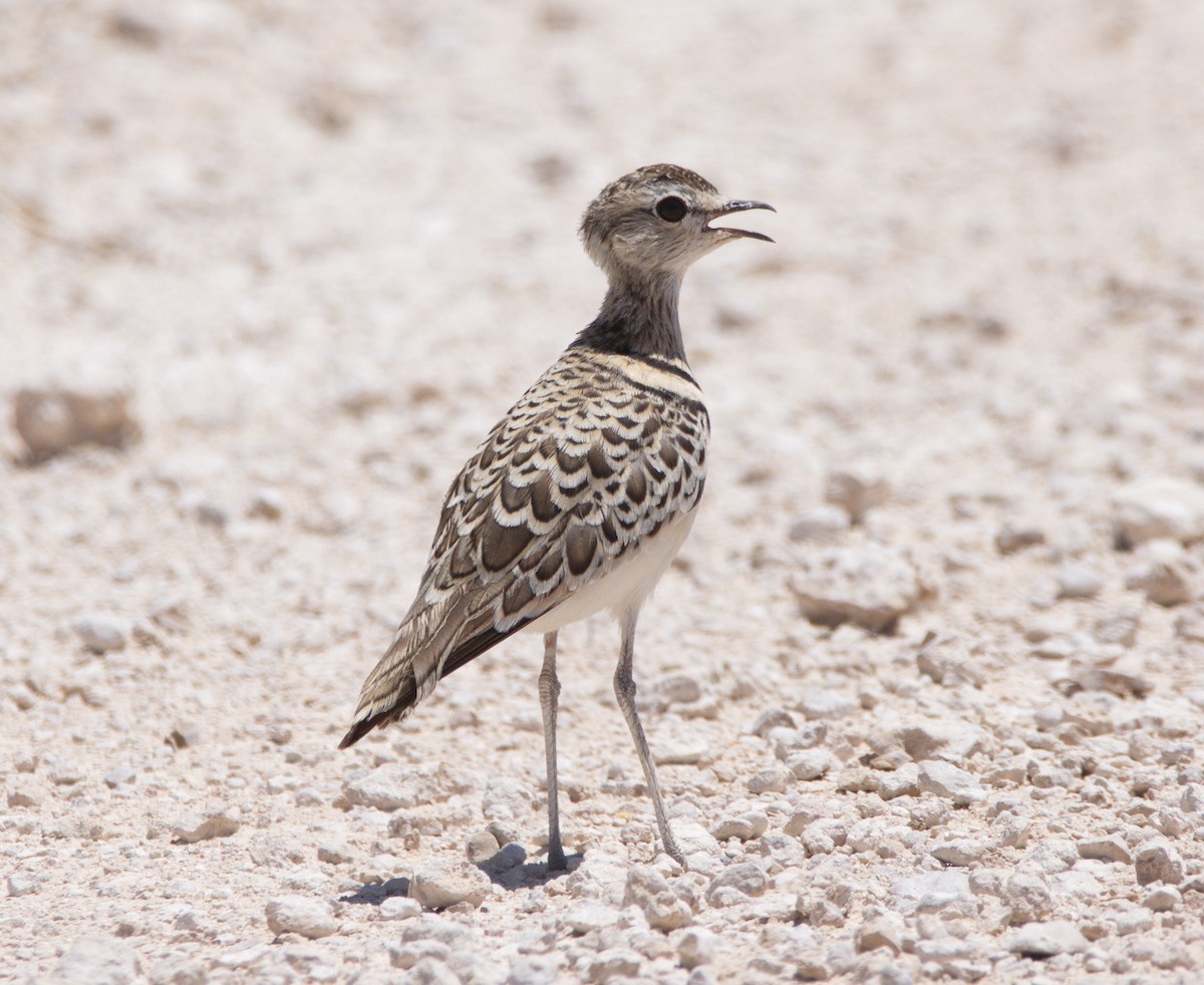 Double-banded Courser - ML217492371