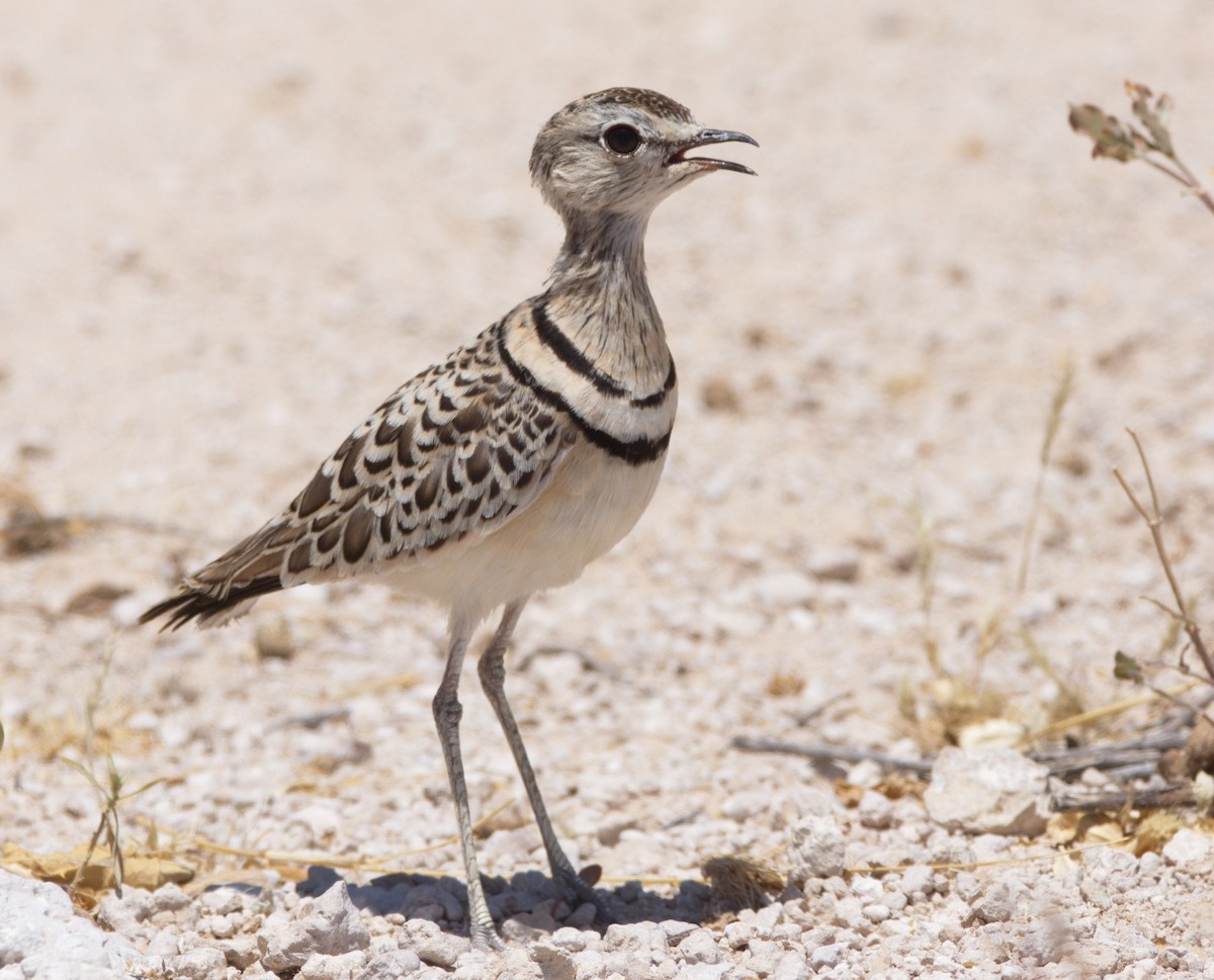 Double-banded Courser - ML217492381