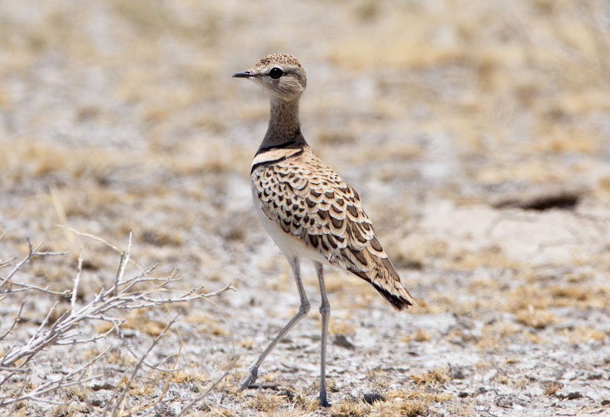 Double-banded Courser - Dominic Standing