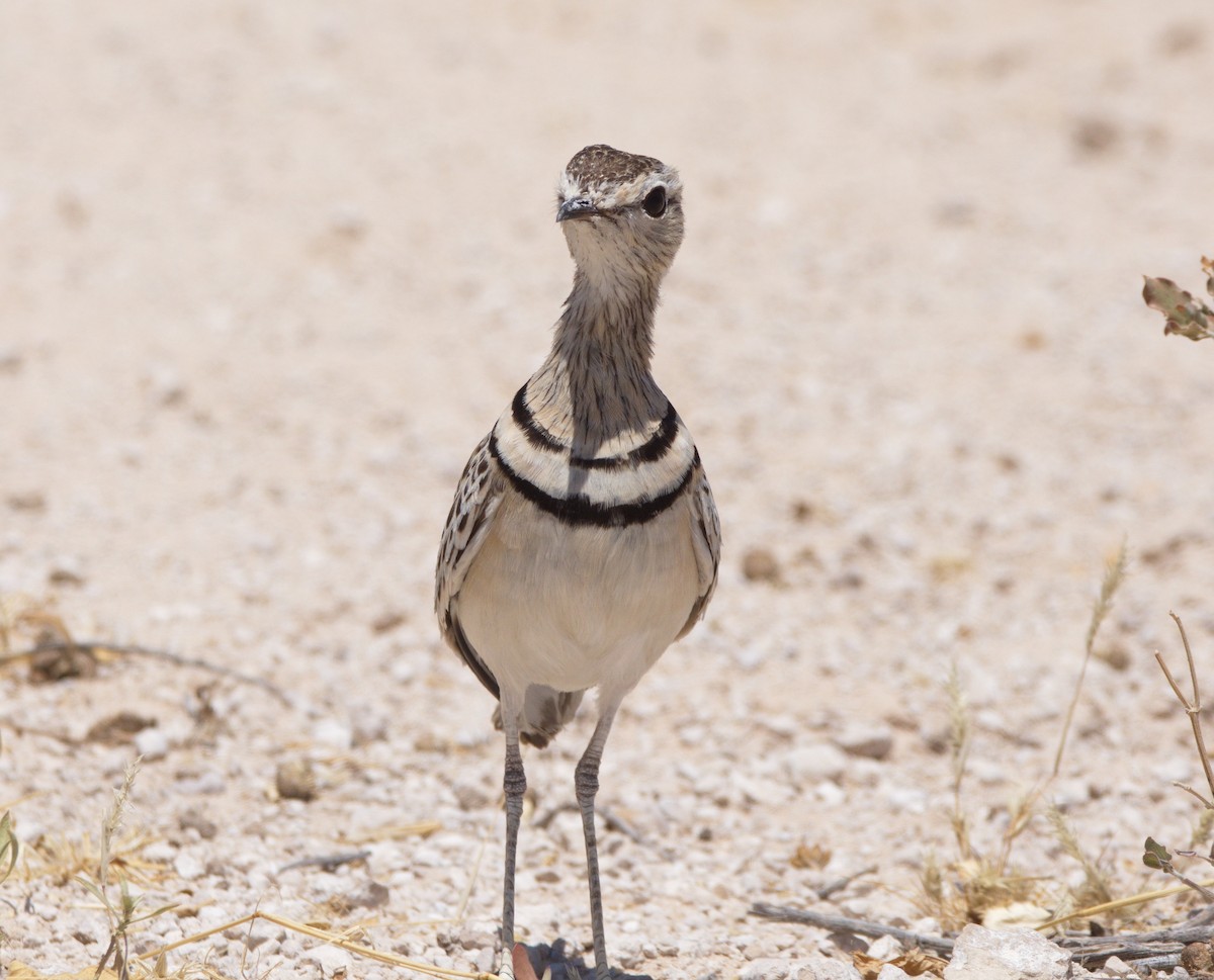 Double-banded Courser - ML217492401