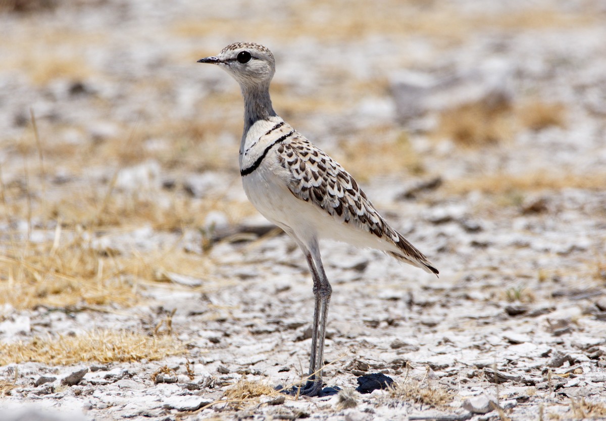 Double-banded Courser - ML217492411
