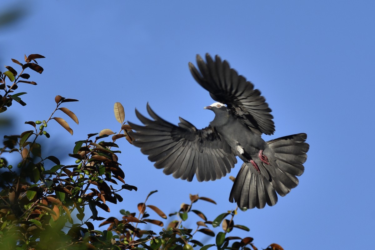 White-crowned Pigeon - ML217496051