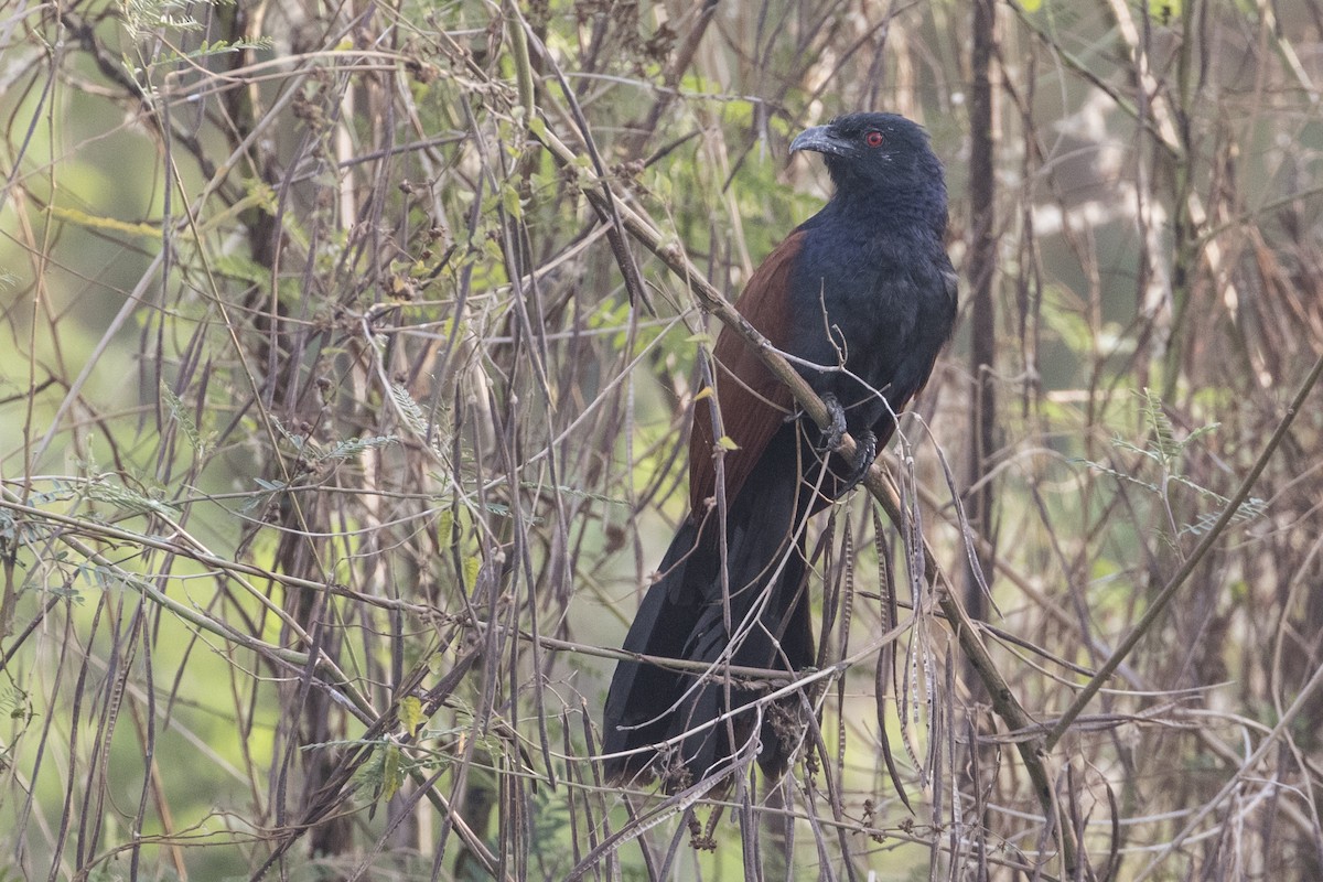 Greater Coucal - ML217498671