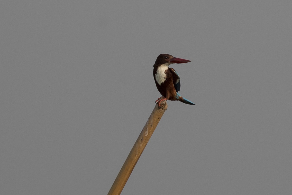 White-throated Kingfisher - ML217498811