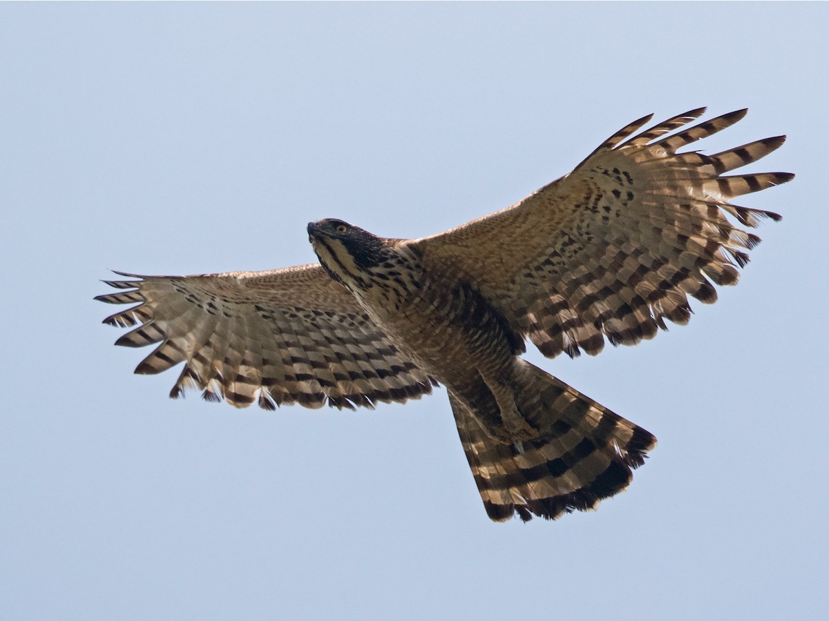 Mountain Hawk-Eagle - Niall D Perrins