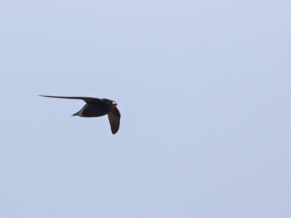 Brown-backed Needletail - ML217504571