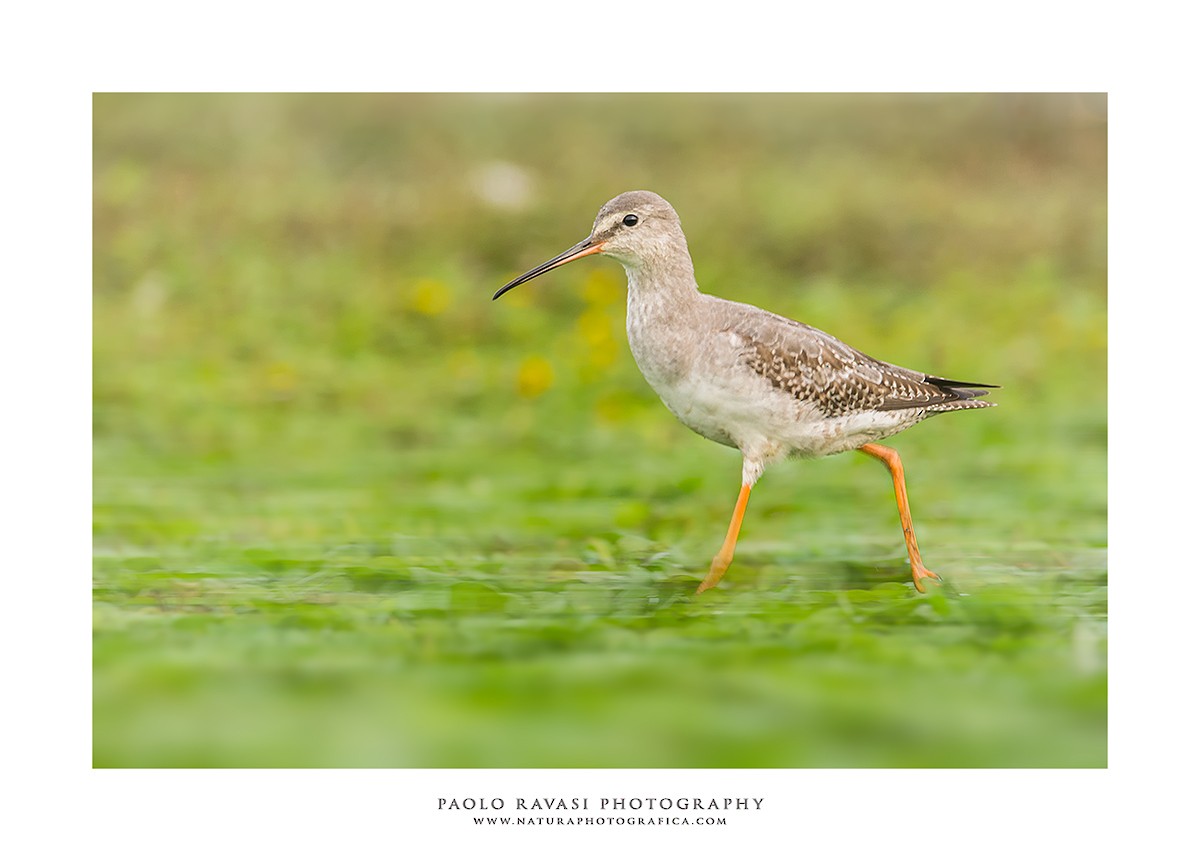 Spotted Redshank - ML217509941