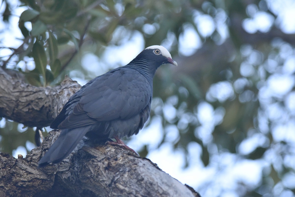 White-crowned Pigeon - ML217510271