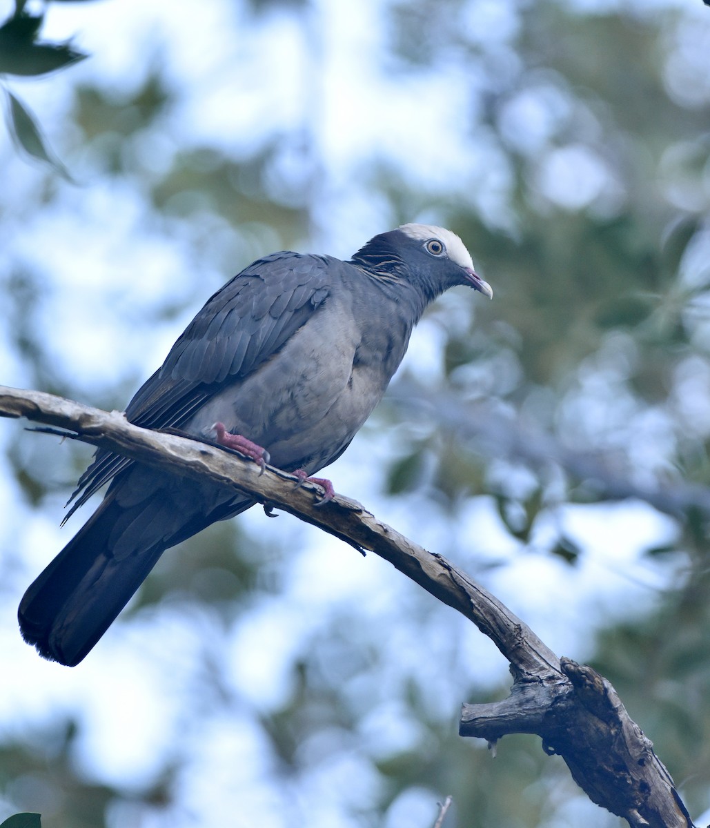 White-crowned Pigeon - ML217510281