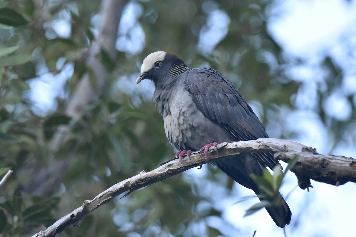White-crowned Pigeon - ML217510291