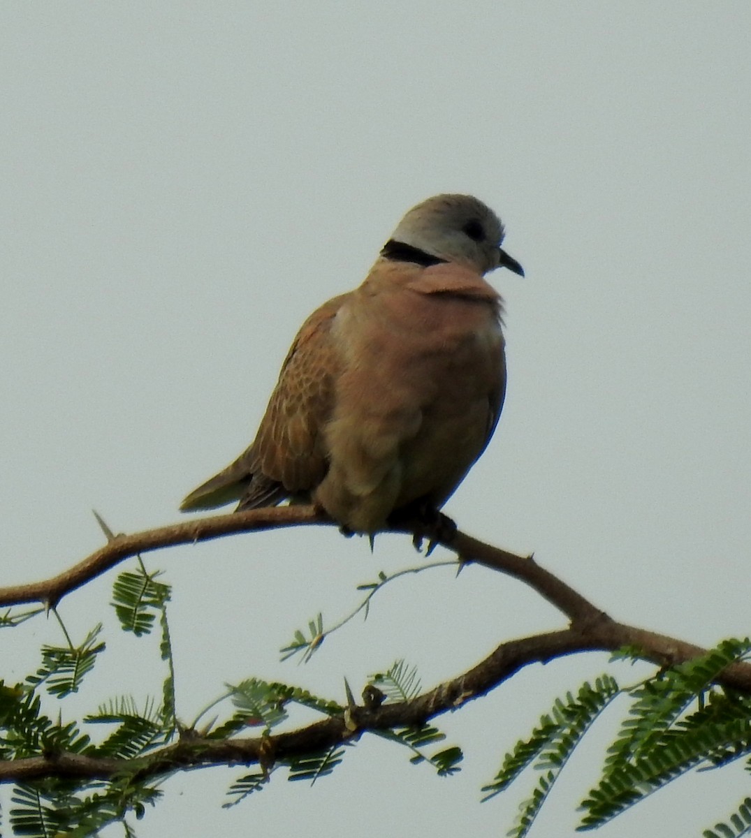 Red Collared-Dove - ML217511711