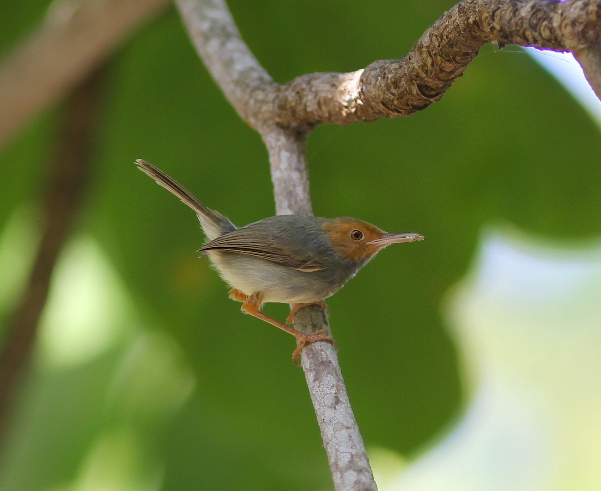Olive-backed Tailorbird - Sayam U. Chowdhury