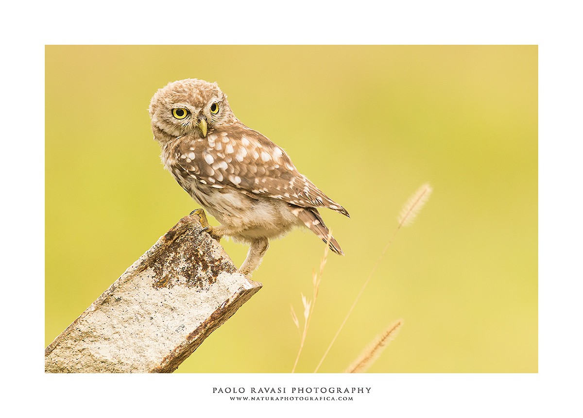 Little Owl - Paolo Ravasi