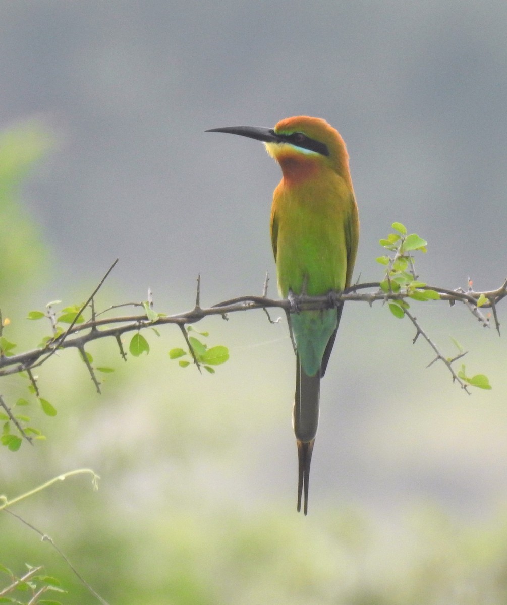 Blue-tailed Bee-eater - ML217512391