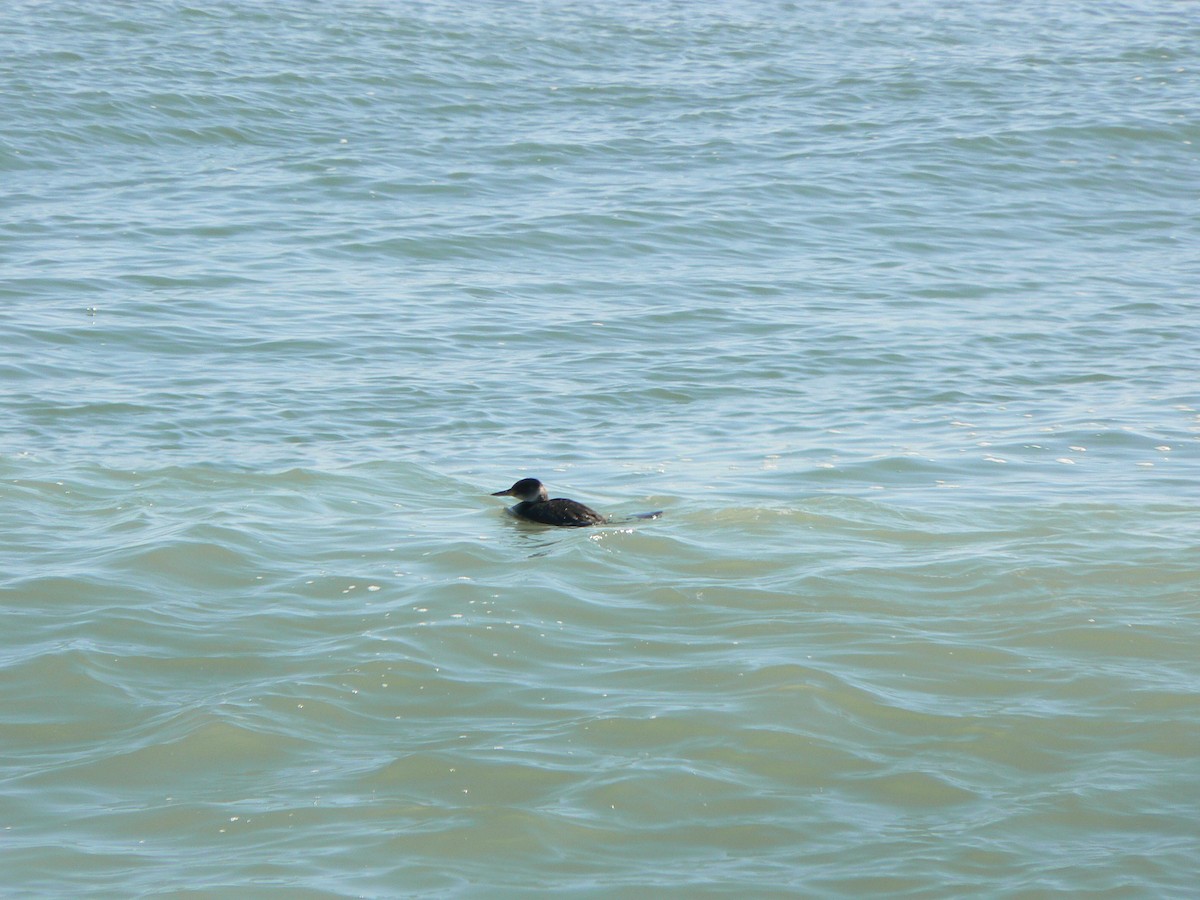 Red-necked Grebe - ML217516471