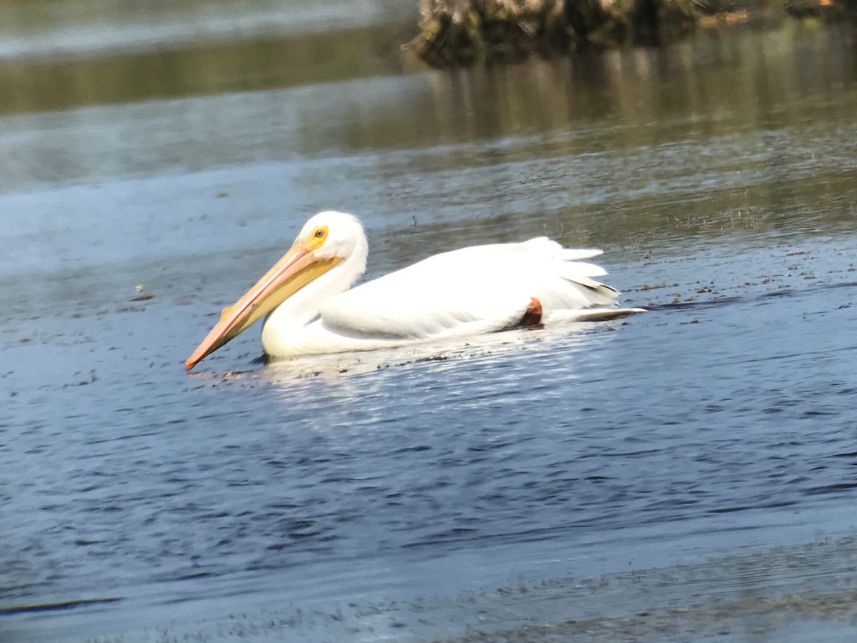 eBird Checklist 11 Mar 2020 Merritt Island NWRBlack Point