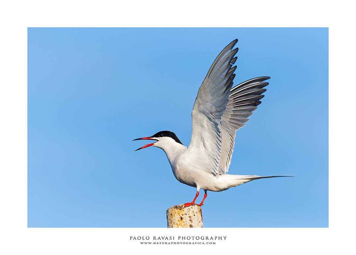 Common Tern - Paolo Ravasi