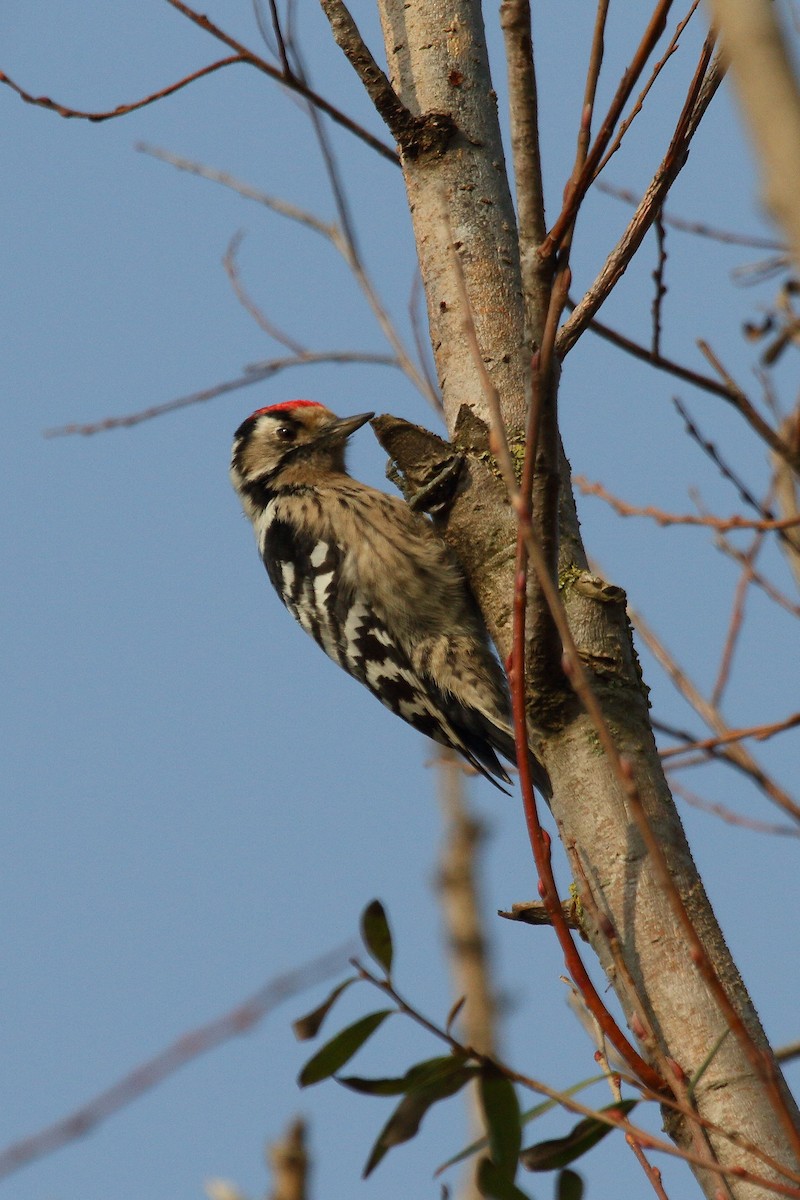 Lesser Spotted Woodpecker - Patrick J. Blake