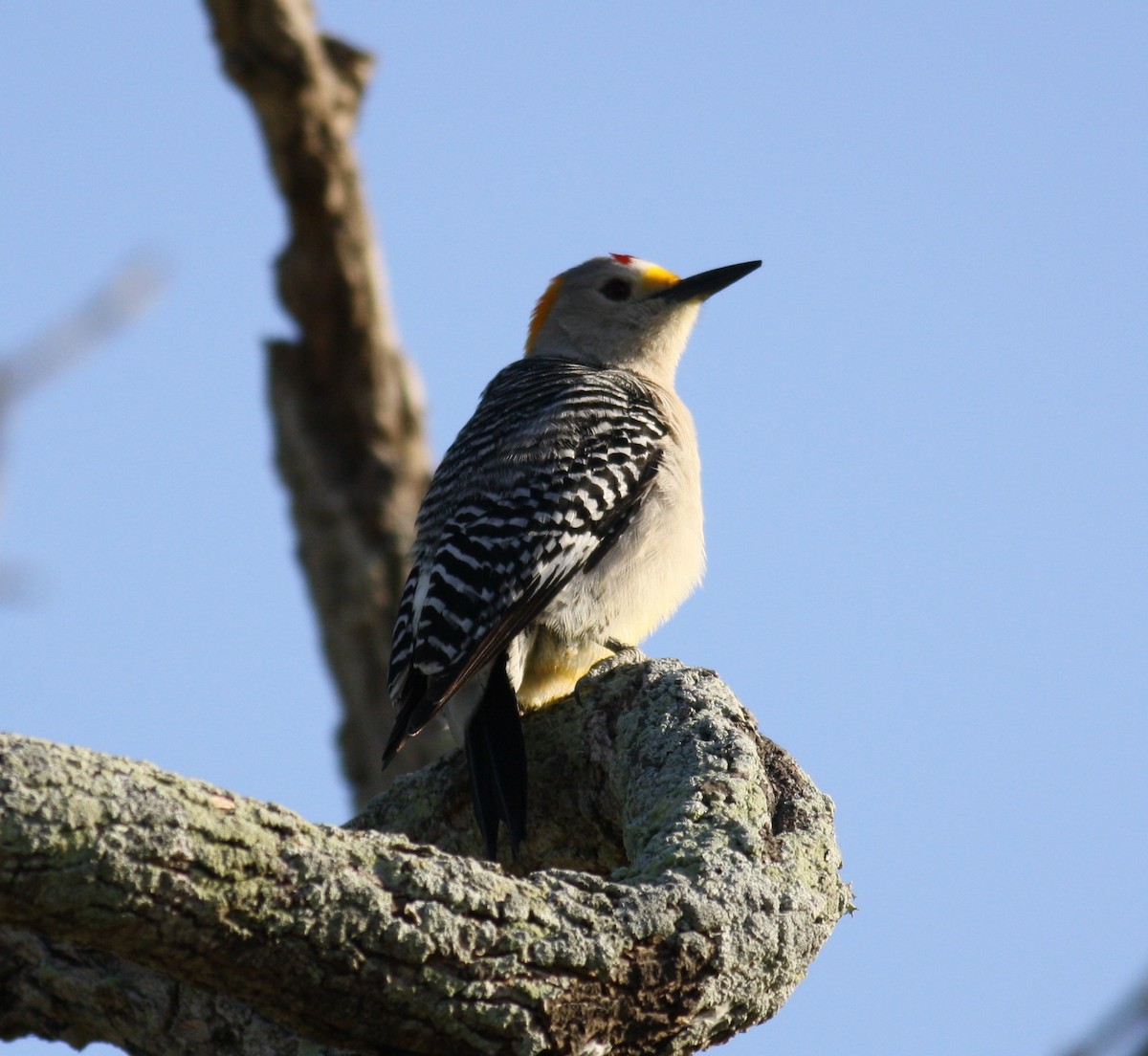 Golden-fronted Woodpecker - James Sherwonit