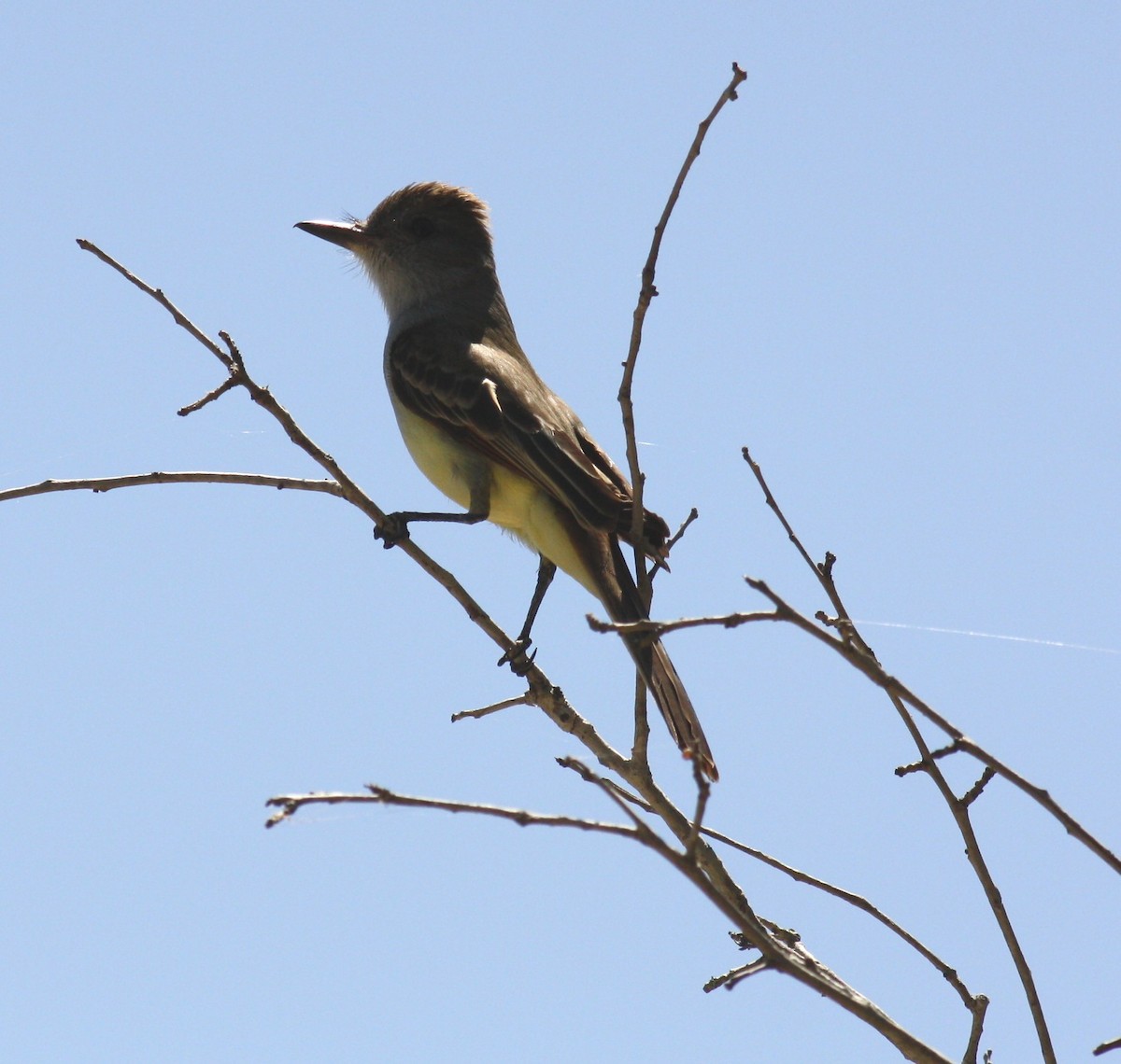 Brown-crested Flycatcher - James Sherwonit