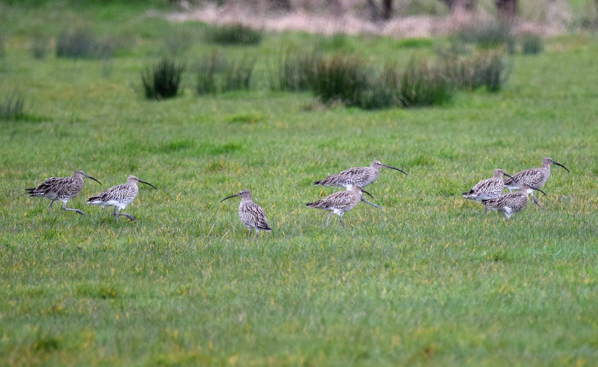 Eurasian Curlew - A Emmerson