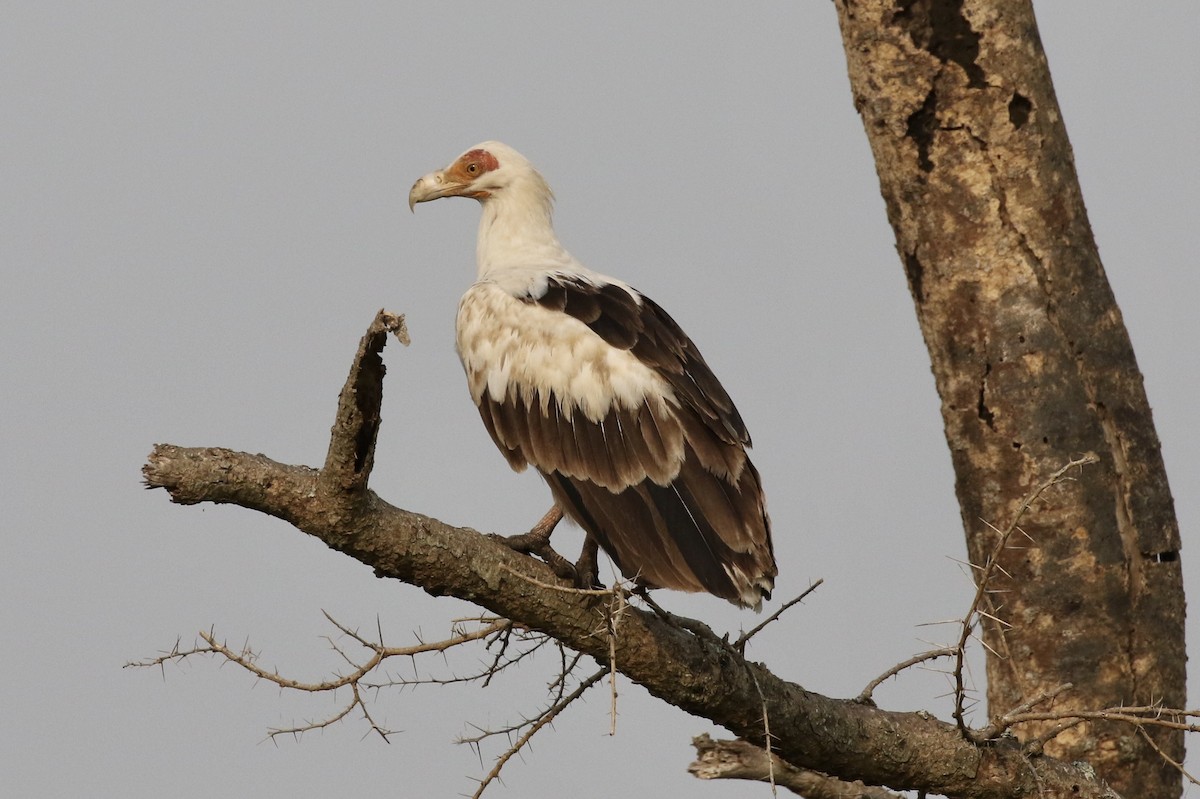 Palm-nut Vulture - John Bruin