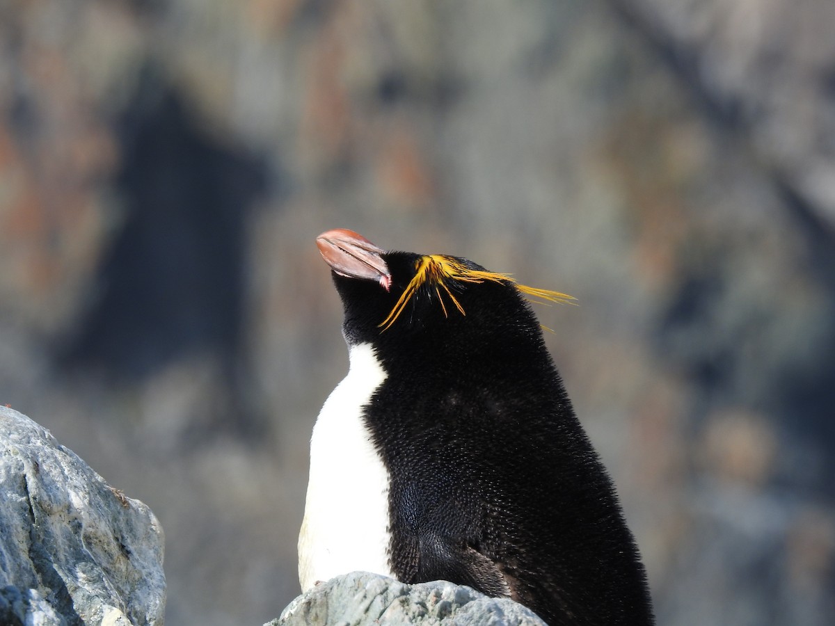 Златохохлый пингвин - ML217533071