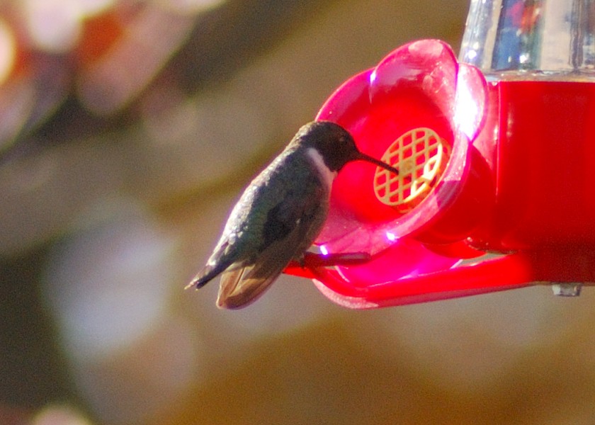 Black-chinned Hummingbird - Dave DeReamus
