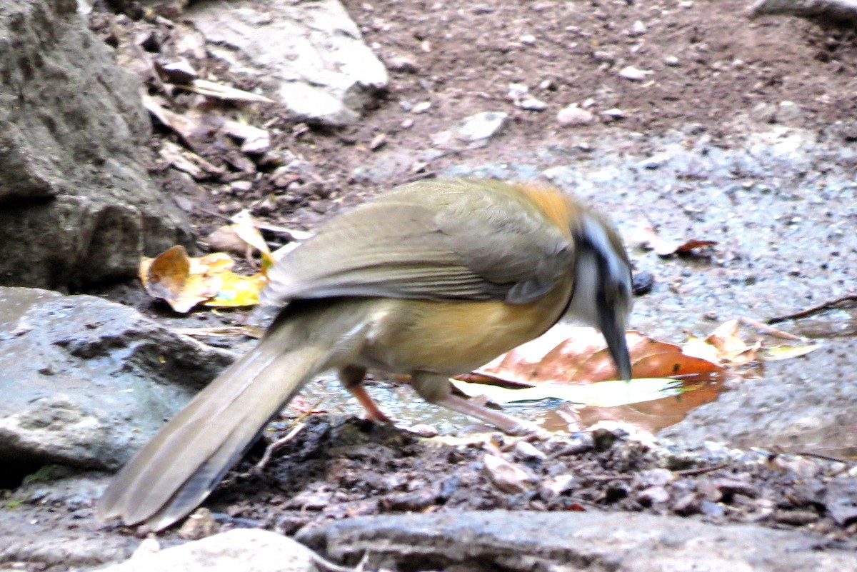 Lesser Necklaced Laughingthrush - ML217536591