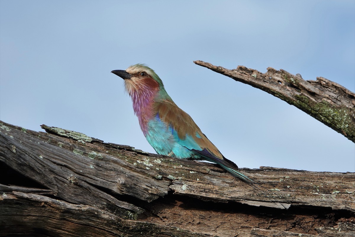 Lilac-breasted Roller - ML217537001