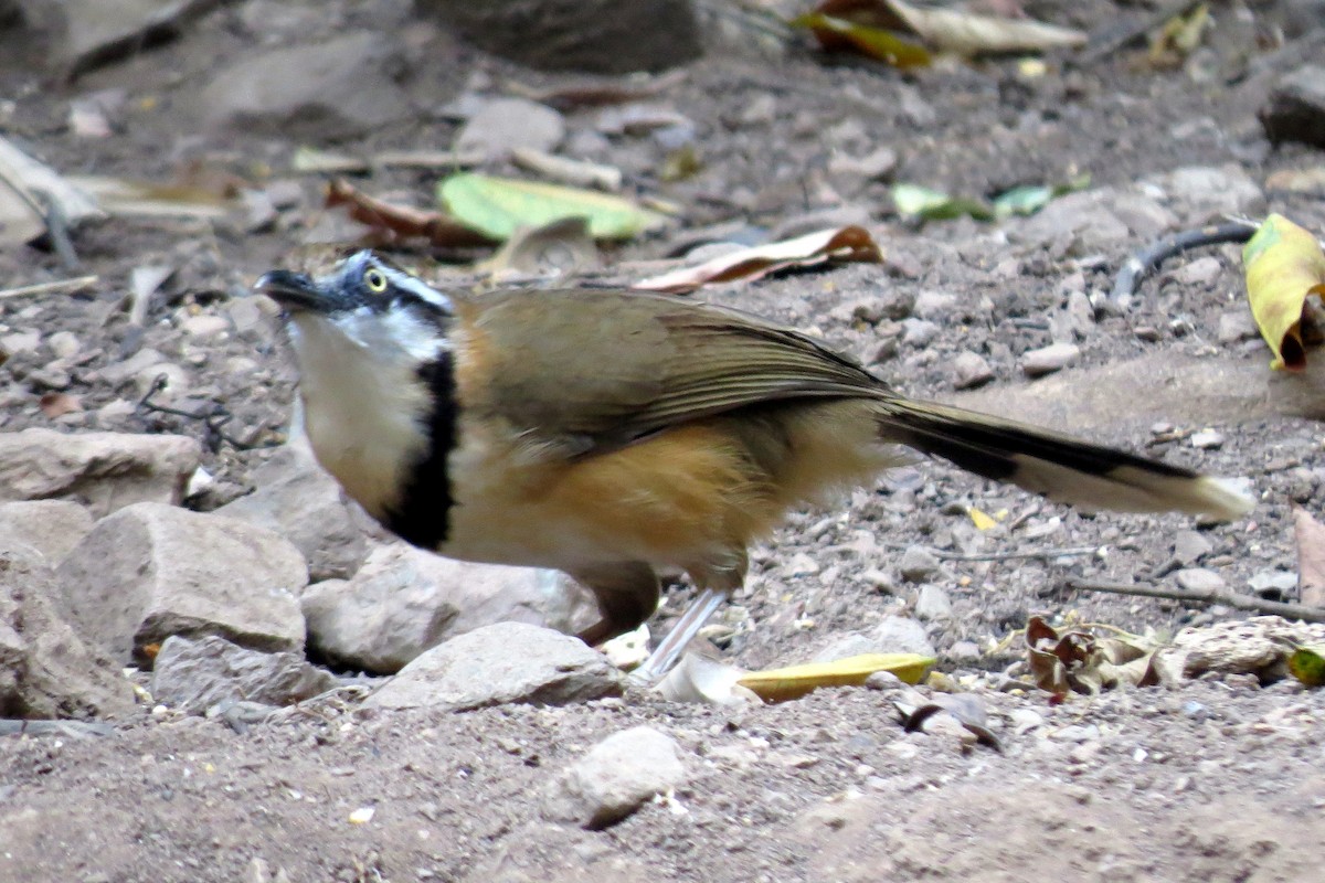 Lesser Necklaced Laughingthrush - ML217537901