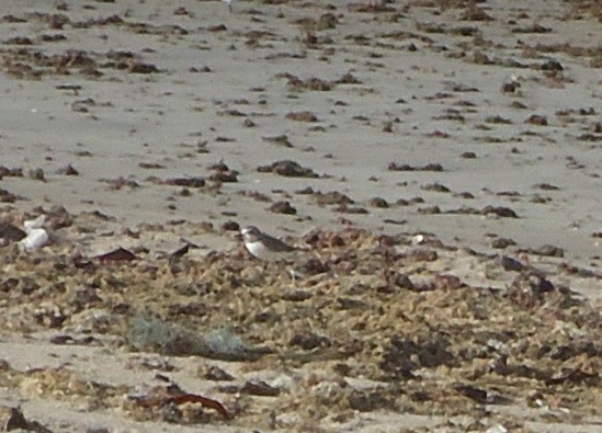 Collared Plover - ML217537931