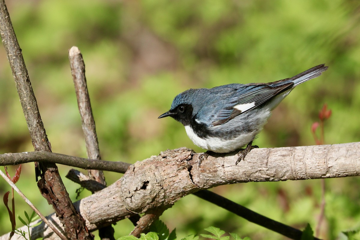 Black-throated Blue Warbler - Aaron Marshall
