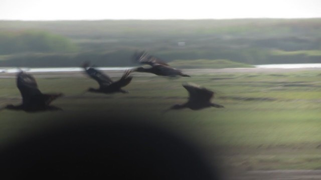 ibis andský - ML217541661