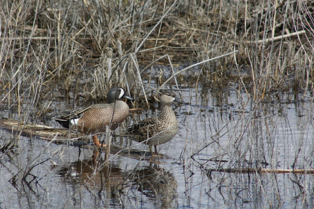 Blue-winged Teal - ML21754171