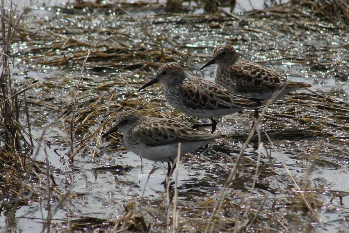 Semipalmated Sandpiper - Tory Mathis