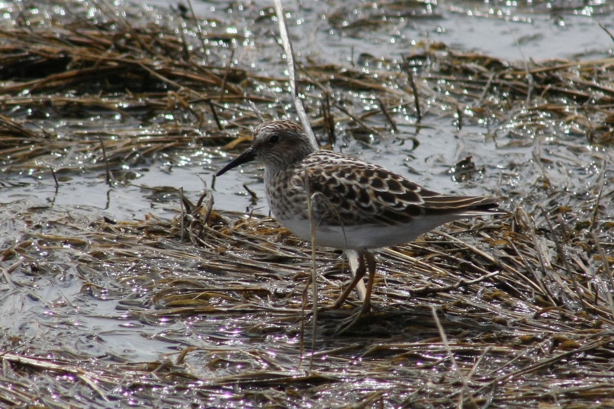 Least Sandpiper - Tory Mathis
