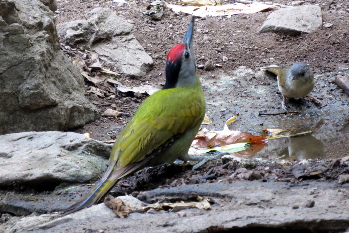 Gray-headed Woodpecker (Black-naped) - ML217544241