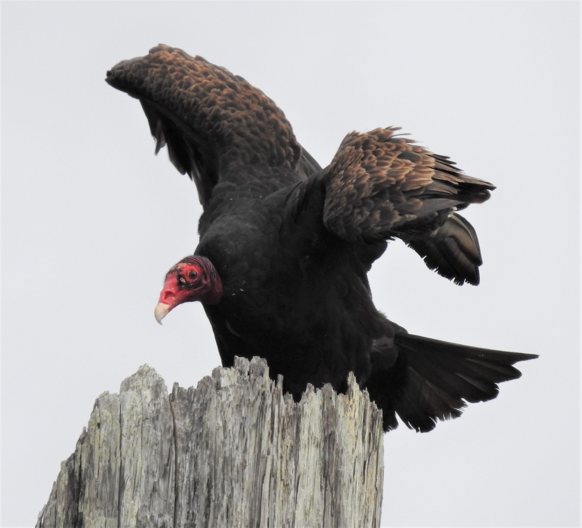 Turkey Vulture - Sarah Hobart